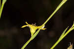 Florida yellow flax